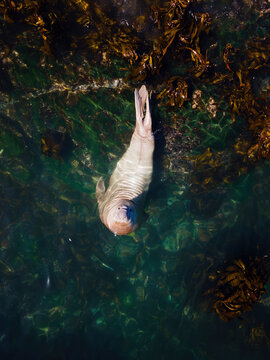 Aerial view of Buffel the southern Elephant seal (Mirounga leonina) in Kelp forest, Cape Town, South Africa.