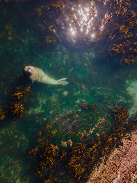 Aerial view of Buffel the southern Elephant seal (Mirounga leonina) in Kelp forest, Cape Town, South Africa.