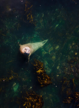 Aerial view of Buffel the southern Elephant seal (Mirounga leonina) in Kelp forest, Cape Town, South Africa.