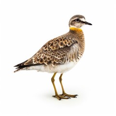 European golden-plover bird isolated on white. Generative AI