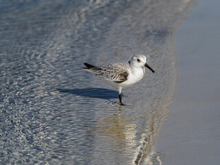 Small Sanderling bird perched atop a sandy beach, gazing out across the glittering expanse of ocean