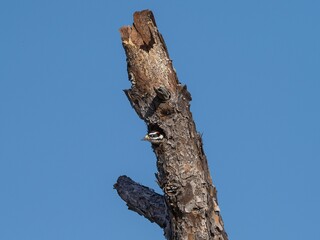 Fototapeta premium Downy woodpecker perched atop a dead tree, its beak poised for foraging