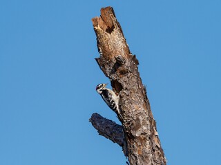 Downy Woodpecker perched on a tree trunk, grasping the bark with its talons