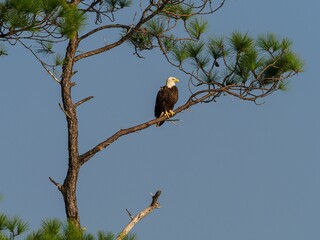 an eagle perched in the top of a pine tree, looking into the distance