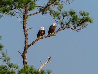 two eagles are perched in a pine tree in front of a clear blue sky