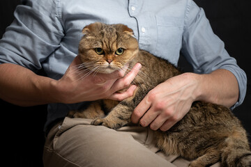 Portrait of a ginger British fold cat, looking straight ahead, in owner's hands, male in a blue shirt, holding pet, on black background, studio lighting
