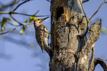 Northern Flicker on tree at sunrise