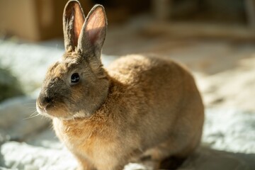 Closeup of a fluffy brown rabbit perched on a cozy blanket