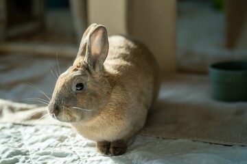Closeup of a fluffy brown rabbit perched on a cozy blanket