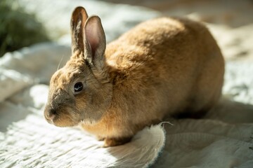 Closeup of a fluffy brown rabbit perched on a cozy blanket