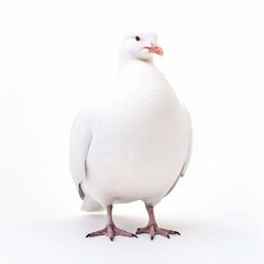 Iceland gull bird isolated on white. Generative AI