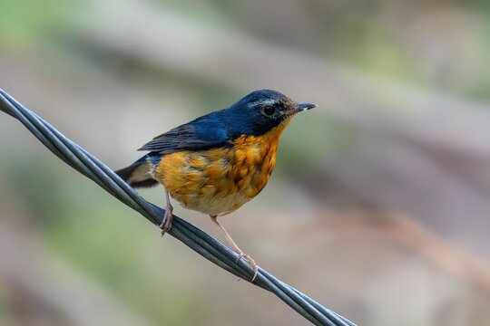 Vibrant yellow and blue Indian blue robin standing on a thin metal wire