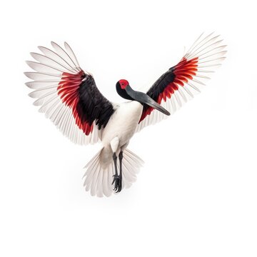 Jabiru bird isolated on white. Generative AI