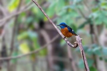 Vibrant yellow and blue Indian blue robin standing on the tree branch