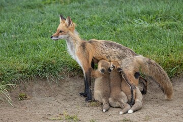 Nursing Red Fox with four kits