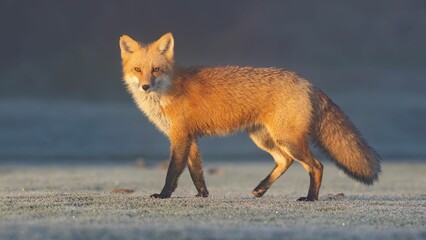 Fototapeta premium Red fox (Vulpes vulpes)