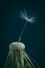 Selective focus shot of a dandelion with only one seed left