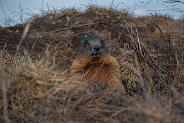 marmot portrait in the mountains of italy