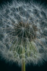 Closeup of a white fluffy dandelion