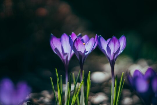 Selective focus shot of purple crocuses in the garden
