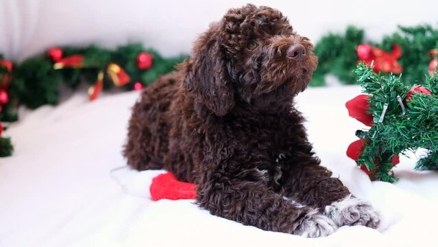 A cute and funny christmas lagotto romagnolo puppy dog with christmas decoration. Christmas concept, postcard. Slow motion