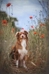Australien Shepherd dog stands in a flowery field, surrounded by an array of vibrant blooms