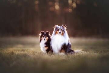 Adorable Shetland Sheepdog puppy and its mom sitting in a sunlit, grassy field
