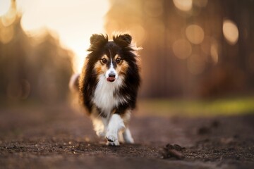 Gorgeous Sheltie puppy walking along a road in a forest