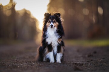 Obraz premium Adorable Sheltie sitting on a road in the forest