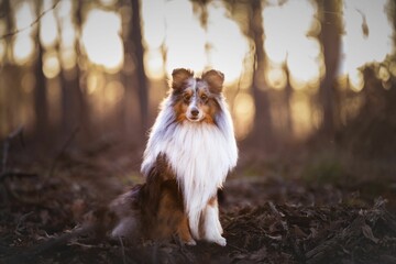 Adorable Shetland Sheepdog sitting in a sunlit forest, gazing inquisitively at the camera