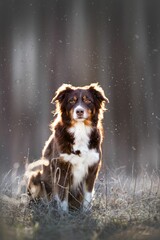 Adorable Australien Shepherd dog standing on top of a lush green meadow, enjoying the sunny day