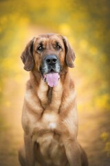 Adorable Broholmer dog standing on top of a lush green meadow, enjoying the sunny day