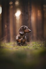 Adorable Dachshund dog standing on top of a lush green meadow, enjoying the sunny day