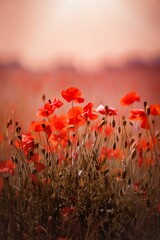 Obraz premium Vibrant array of red poppies in a field.