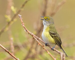 Closeup shot of a white-eyed vireo bird perched on a tree branch