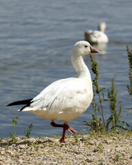 Naklejka na ściany i meble Snow goose is standing on the pebble beach amid a tranquil atmosphere