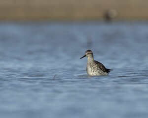 Wood sandpiper wading in a body of water, its beak visible in the sunlight