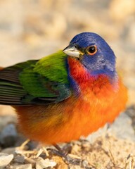 Vibrant painted bunting (Passerina ciris) bird perched on the ground