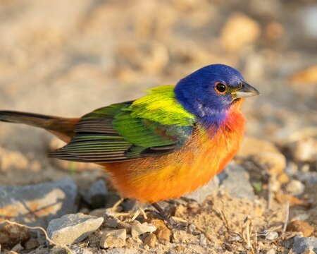 Vibrant painted bunting (Passerina ciris) bird perched on the ground