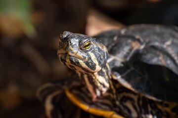 a turtle is close up looking at something in the background