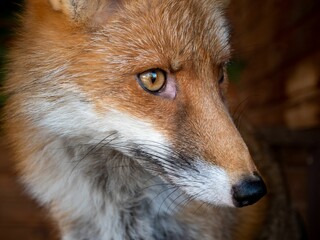 a closeup of a fox with a curious face