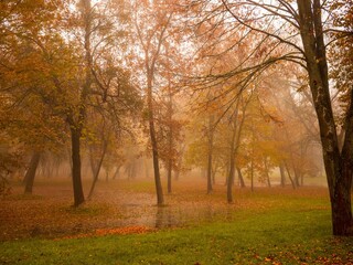 foggy park on a beautiful autumn day in the fall