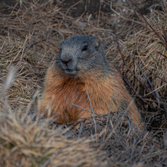 marmot portrait