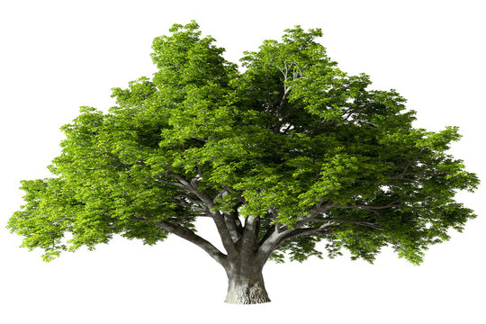 Cutout natural major huge trees standing realistic 3d illustrations png