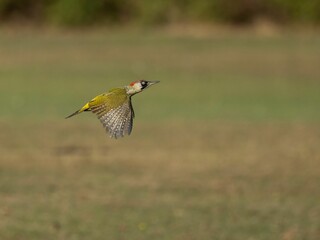 Closeup of a European green woodpecker (Picus viridis) flying above a green field