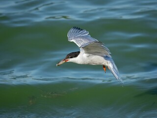 Closeup of a black-headed gull (Chroicocephalus ridibundus) flying, with a fish in its mouth