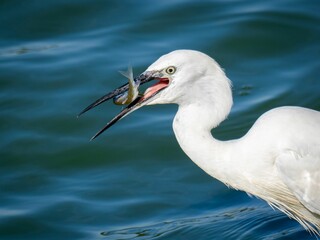 Closeup of a white heron catching a fish in a lake