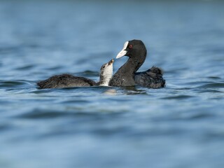 Closeup of coots floating in a tranquil lake