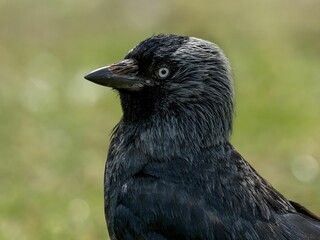 Closeup of a western jackdaw (Coloeus monedula) in green grass