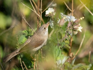 Closeup of a sparrow perched on a branch of a tree